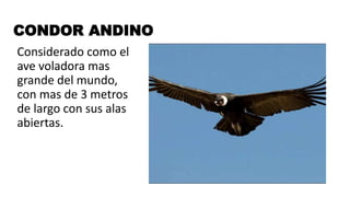 CONDOR ANDINO
Considerado como el
ave voladora mas
grande del mundo,
con mas de 3 metros
de largo con sus alas
abiertas.
 