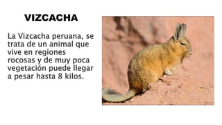 VIZCACHA
La Vizcacha peruana, se
trata de un animal que
vive en regiones
rocosas y de muy poca
vegetación puede llegar
a pesar hasta 8 kilos.
 