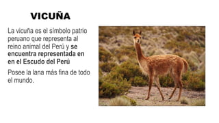 VICUÑA
La vicuña es el símbolo patrio
peruano que representa al
reino animal del Perú y se
encuentra representada en
en el Escudo del Perú
Posee la lana más fina de todo
el mundo.
 