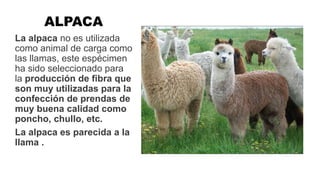 ALPACA
La alpaca no es utilizada
como animal de carga como
las llamas, este espécimen
ha sido seleccionado para
la producción de fibra que
son muy utilizadas para la
confección de prendas de
muy buena calidad como
poncho, chullo, etc.
La alpaca es parecida a la
llama .
 