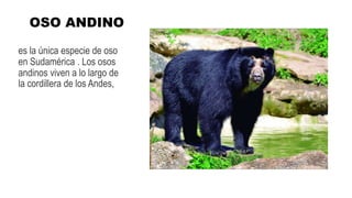 OSO ANDINO
es la única especie de oso
en Sudamérica . Los osos
andinos viven a lo largo de
la cordillera de los Andes,
 