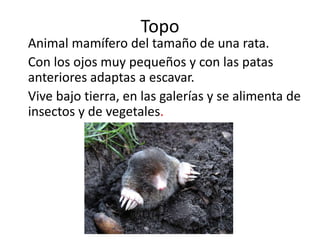 Topo
Animal mamífero del tamaño de una rata.
Con los ojos muy pequeños y con las patas
anteriores adaptas a escavar.
Vive bajo tierra, en las galerías y se alimenta de
insectos y de vegetales.
 