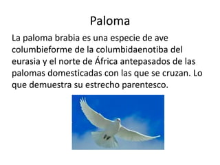 Paloma
La paloma brabia es una especie de ave
columbieforme de la columbidaenotiba del
eurasia y el norte de África antepasados de las
palomas domesticadas con las que se cruzan. Lo
que demuestra su estrecho parentesco.
 