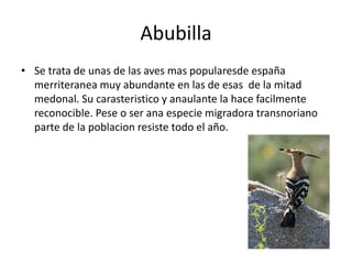 Abubilla
• Se trata de unas de las aves mas popularesde españa
merriteranea muy abundante en las de esas de la mitad
medonal. Su carasteristico y anaulante la hace facilmente
reconocible. Pese o ser ana especie migradora transnoriano
parte de la poblacion resiste todo el año.
 