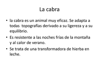 La cabra
• la cabra es un animal muy eficaz. Se adapta a
todas topografías derivado a su ligereza y a su
equilibrio.
• Es resistente a las noches frías de la montaña
y al calor de verano.
• Se trata de una transformadora de hierba en
leche.
 