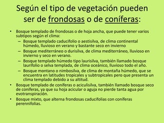 Según el tipo de vegetación pueden
ser de frondosas o de coníferas:
• Bosque templado de frondosas o de hoja ancha, que puede tener varios
subtipos según el clima:
– Bosque templado caducifolio o aestisilva, de clima continental
húmedo, lluvioso en verano y bastante seco en invierno
– Bosque mediterráneo o durisilva, de clima mediterráneo, lluvioso en
invierno y seco en verano.
– Bosque templado húmedo tipo laurisilva, también llamado bosque
laurifolio o selva templada, de clima oceánico, lluvioso todo el año.
– Bosque montano o nimbosilva, de clima de montaña húmedo, que se
encuentra en latitudes tropicales y subtropicales pero que presenta un
clima templado debido a su altitud.
• Bosque templado de coníferas o aciculisilva, también llamado bosque seco
de coníferas, ya que su hoja acicular o aguja no pierde tanta agua por
evotranspiración.
• Bosque mixto, que alterna frondosas caducifolias con coníferas
perennifolias.
 