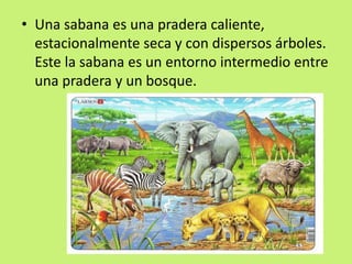 • Una sabana es una pradera caliente,
estacionalmente seca y con dispersos árboles.
Este la sabana es un entorno intermedio entre
una pradera y un bosque.
 