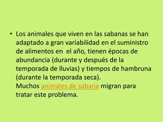• Los animales que viven en las sabanas se han
adaptado a gran variabilidad en el suministro
de alimentos en el año, tienen épocas de
abundancia (durante y después de la
temporada de lluvias) y tiempos de hambruna
(durante la temporada seca).
Muchos animales de sabana migran para
tratar este problema.
 