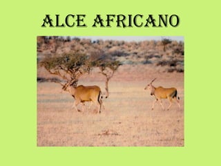 Alce africano
 