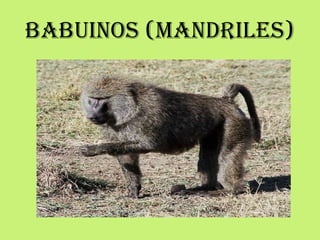 Babuinos (mandriles)
 