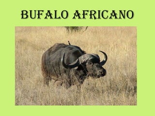 BUFALO AFRICANO
 