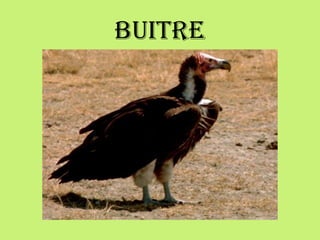 BUITRE
 