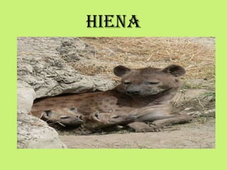 HIENA
 
