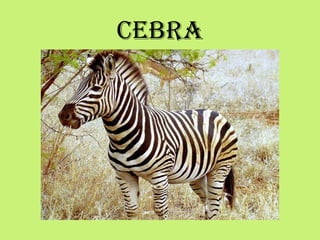 CEBRA
 