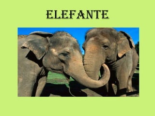 ELEFANTE
 