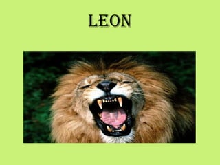 LEON
 