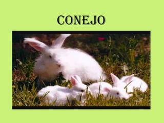 CONEJO
 