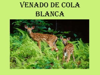 VENADO DE COLA
BLANCA
 