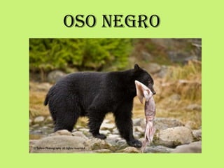 OSO NEGRO
 