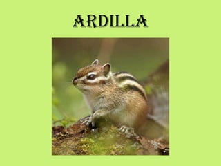 ARDILLA
 