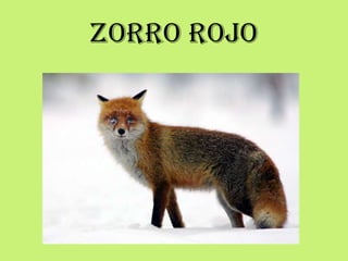 ZORRO ROJO
 