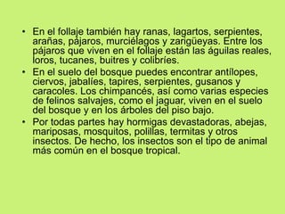 • En el follaje también hay ranas, lagartos, serpientes,
arañas, pájaros, murciélagos y zarigüeyas. Entre los
pájaros que viven en el follaje están las águilas reales,
loros, tucanes, buitres y colibríes.
• En el suelo del bosque puedes encontrar antílopes,
ciervos, jabalíes, tapires, serpientes, gusanos y
caracoles. Los chimpancés, así como varias especies
de felinos salvajes, como el jaguar, viven en el suelo
del bosque y en los árboles del piso bajo.
• Por todas partes hay hormigas devastadoras, abejas,
mariposas, mosquitos, polillas, termitas y otros
insectos. De hecho, los insectos son el tipo de animal
más común en el bosque tropical.
 