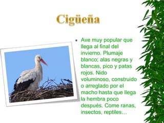 Ave muy popular que llega al final del invierno. Plumaje blanco; alas negras y blancas, pico y patas rojos. Nido voluminoso, construido o arreglado por el macho hasta que llega la hembra poco después. Come ranas, insectos, reptiles…Cigüeña