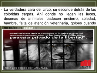 • La verdadera cara del circo, se esconde detrás de las
coloridas carpas. Ahí donde no llegan las luces,
decenas de animales padecen encierro, soledad,
hambre, falta de atención veterinaria, golpes cuando
no quieren actuar etc.
 