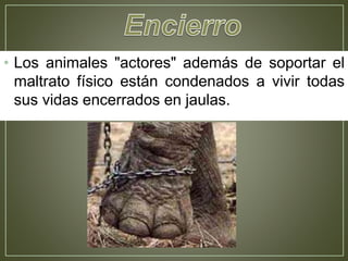 • Los animales "actores" además de soportar el
maltrato físico están condenados a vivir todas
sus vidas encerrados en jaulas.
 