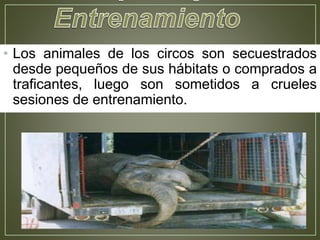 • Los animales de los circos son secuestrados
desde pequeños de sus hábitats o comprados a
traficantes, luego son sometidos a crueles
sesiones de entrenamiento.
 