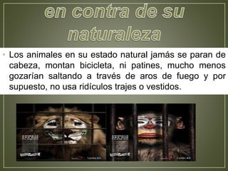 • Los animales en su estado natural jamás se paran de
cabeza, montan bicicleta, ni patines, mucho menos
gozarían saltando a través de aros de fuego y por
supuesto, no usa ridículos trajes o vestidos.
 