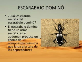 ESCARABAJO DOMINÓ
• ¿Cuál es el arma
secreta del
escarabajo dominó?
• El escarabajo dominó
tiene un arma
secreta: en el
abdomen produce un
chorro de
compuestos químicos
que lanza a la cara de
los depredadores

 