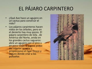 EL PÁJARO CARPINTERO
• ¿Qué Ave hace un agujero en
un cactus para construir el
nido?
• Los pájaros carpinteros hacen
nidos en los árboles, pero en
el desierto hay muy pocos. El
pájaro carpintero de Gila , de
América del Norte, anida en
los grandes cactus saguaros:
abre un agujero con el pico y
en poco tiepo la jugosa pulpa
del interior se seca y
proporciona un ligar fresco y
seguro donde criar a los
polluelos

 