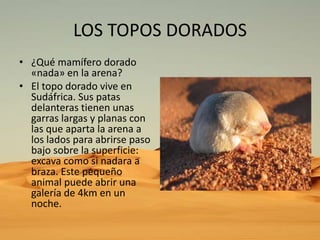 LOS TOPOS DORADOS
• ¿Qué mamífero dorado
«nada» en la arena?
• El topo dorado vive en
Sudáfrica. Sus patas
delanteras tienen unas
garras largas y planas con
las que aparta la arena a
los lados para abrirse paso
bajo sobre la superficie:
excava como si nadara a
braza. Este pequeño
animal puede abrir una
galería de 4km en un
noche.

 