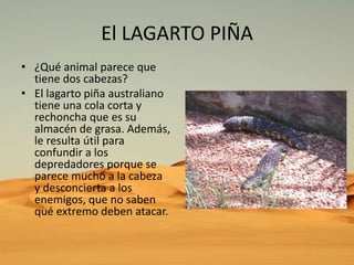 El LAGARTO PIÑA
• ¿Qué animal parece que
tiene dos cabezas?
• El lagarto piña australiano
tiene una cola corta y
rechoncha que es su
almacén de grasa. Además,
le resulta útil para
confundir a los
depredadores porque se
parece mucho a la cabeza
y desconcierta a los
enemigos, que no saben
qué extremo deben atacar.

 