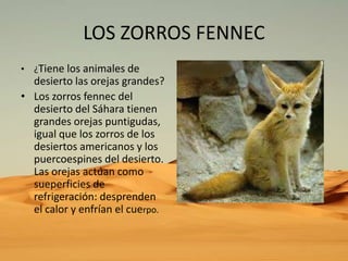 LOS ZORROS FENNEC
• ¿Tiene los animales de

desierto las orejas grandes?
• Los zorros fennec del
desierto del Sáhara tienen
grandes orejas puntigudas,
igual que los zorros de los
desiertos americanos y los
puercoespines del desierto.
Las orejas actúan como
sueperficies de
refrigeración: desprenden
el calor y enfrían el cuerpo.

 