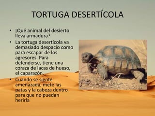 TORTUGA DESERTÍCOLA
• ¡Qué animal del desierto
lleva armadura?
• La tortuga desertícola va
demasiado despacio como
para escapar de los
agresores. Para
defenderse, tiene una
coraza de lacas de hueso,
el caparazón.
• Cuando se siente
amenazada, mete las
patas y la cabeza dentro
para que no puedan
herirla

 