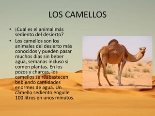 LOS CAMELLOS
• ¡Cual es el animal más
sediento del desierto?
• Los camellos son los
animales del desierto más
conocidos y pueden pasar
muchos días sin beber
agua, semanas incluso si
comen plantas. En los
pozos y charcas, los
camellos se reabastecen
bebiendo cantidades
enormes de agua. Un
camello sediento engulle
100 litros en unos minutos.

 