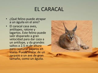 EL CARACAL
• ¿Qué felino puede atrapar
a un águila en el aire?
• El caracal casa aves,
antílopes, ratone y
lagartos. Este felino puede
salir disparado a gran
velocidad para dar caza a
un antílope, y da grandes
saltos a 2.5 m de altura
para capturar pájaros en
vuelo. Puede matar de un
zarpazo a un ave de gran
tamaño, como un águila.

 