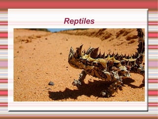 Reptiles
 