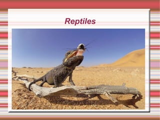 Reptiles
 