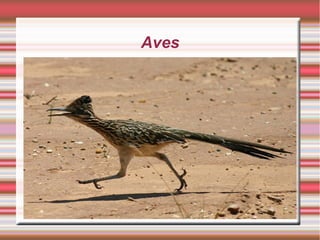 Aves
 