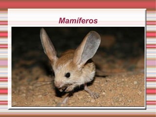 Mamíferos
 