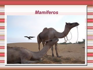 Mamíferos
 