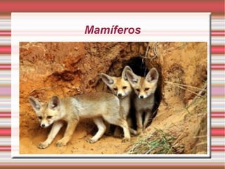 Mamíferos
 