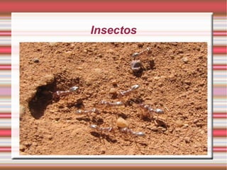 Insectos
 