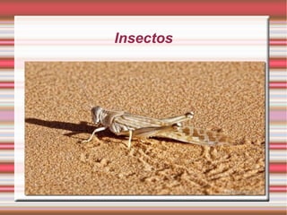 Insectos
 