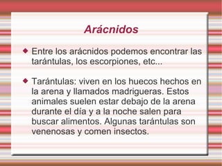 Arácnidos
 Entre los arácnidos podemos encontrar las
tarántulas, los escorpiones, etc...
 Tarántulas: viven en los huecos hechos en
la arena y llamados madrigueras. Estos
animales suelen estar debajo de la arena
durante el día y a la noche salen para
buscar alimentos. Algunas tarántulas son
venenosas y comen insectos.
 