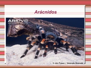 Arácnidos
 