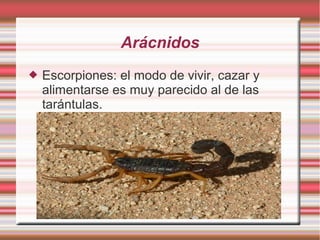 Arácnidos
 Escorpiones: el modo de vivir, cazar y
alimentarse es muy parecido al de las
tarántulas.
 